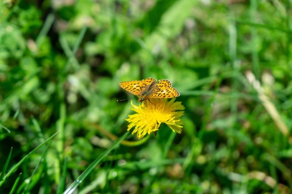 Mariposa Una Flor Cerrar Tiro — Foto de Stock