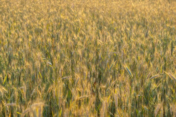 Pšeničné Pole Při Západu Slunce Zlaté Zralé Uši Žita — Stock fotografie