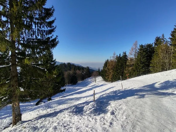 Träd Snö Djupa Vintern Slovakien — Stockfoto