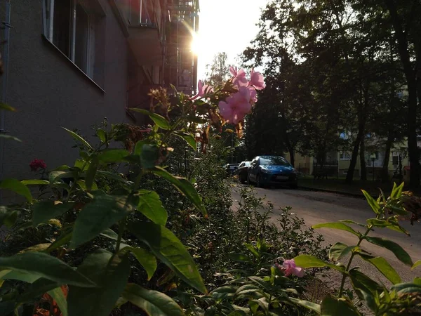 Rosa Blumen Garten Hintergrund Nahaufnahme — Stockfoto