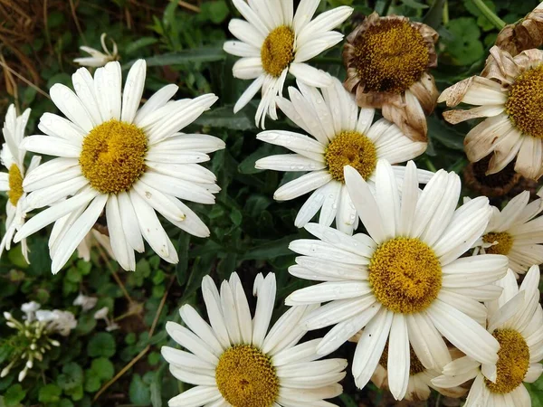 Красиві Квіти Фоні Саду — стокове фото
