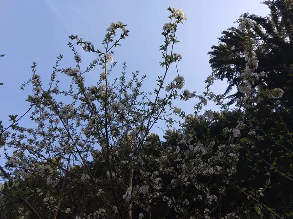 Kvetoucí Stromy Zblízka Záběr — Stock fotografie