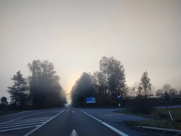 Деревья Лесу Солнечный День Словакия — стоковое фото