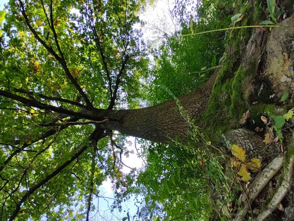 森の中の緑の木 — ストック写真