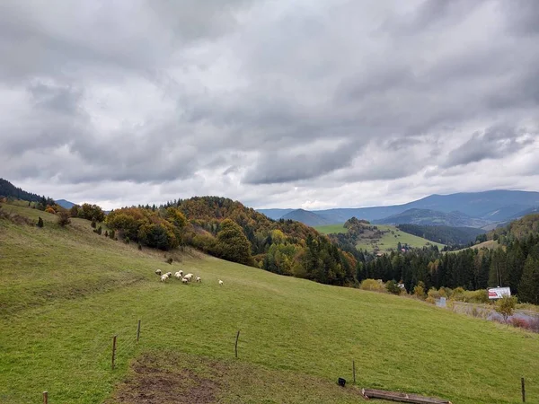 Ağaçlı Çayır Koyunlu Dağlara Bakan Manzara Slovakya — Stok fotoğraf