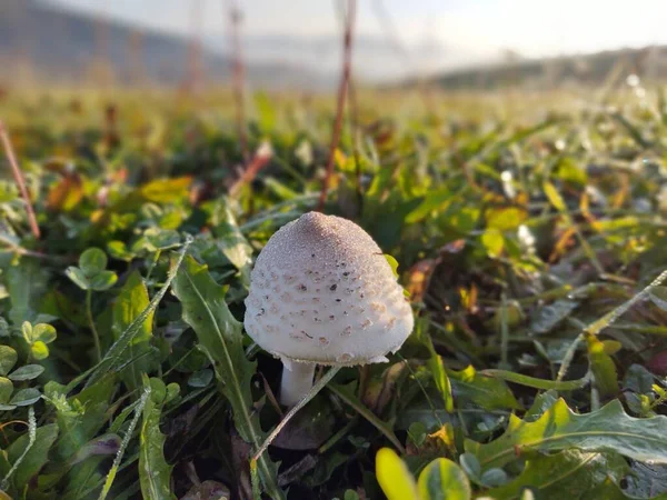 mushroom on field background on the meadow. Slovakia