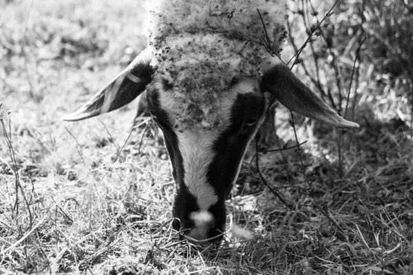 Sheep Grazing Green Meadow — Stock Photo, Image