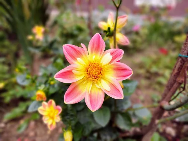 Όμορφα Λουλούδια Φυσικό Φόντο — Φωτογραφία Αρχείου