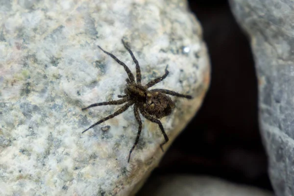 Pók Természet Háttér Közelről — Stock Fotó