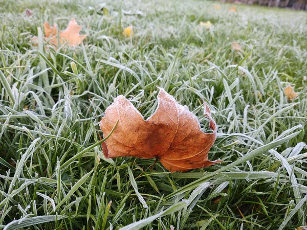 緑の牧草地で異なる葉をクローズアップショット — ストック写真