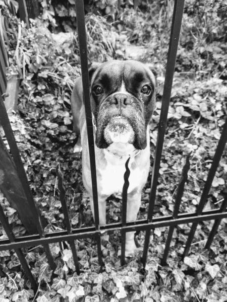 Boxer Dog Fence Slovakia — Stock Photo, Image