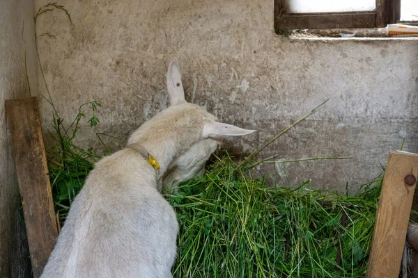 Cabra Blanca Que Cierra Tiro —  Fotos de Stock