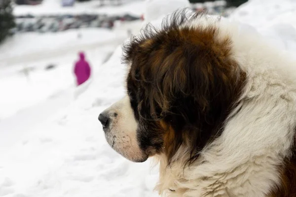 Hund Njuter Snö Vintern Slovakien — Stockfoto