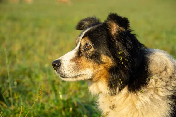 Beagle Hund Auf Wiese Der Slowakei — Stockfoto