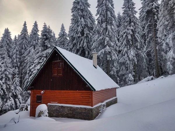 Fák Hóban Télen Szlovákia — Stock Fotó