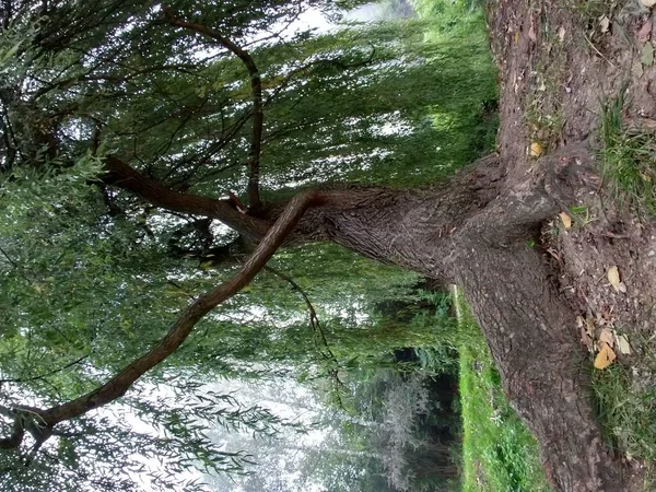 Gröna Träd Skogen Dag Tid Skott — Stockfoto