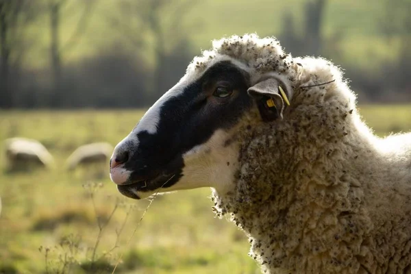 Χωράφι Πρόβατα Στη Σλοβακία Την Άνοιξη — Φωτογραφία Αρχείου