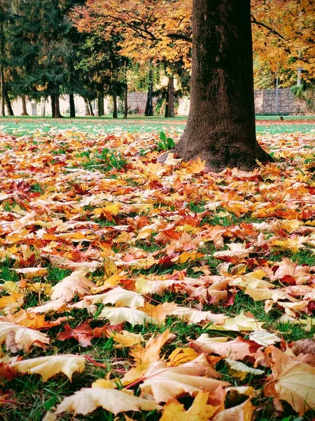 Nahaufnahme Von Herbstblättern Hintergrund — Stockfoto