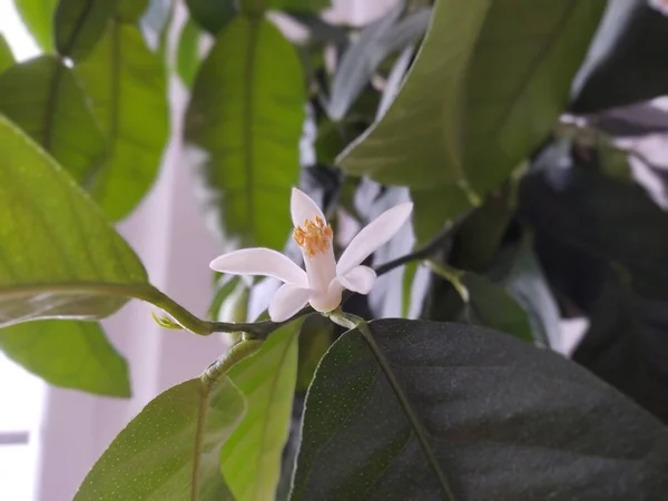 Détail Des Fleurs Citronnier Blanc Sont Des Stamines Pollen Slovaquie — Photo