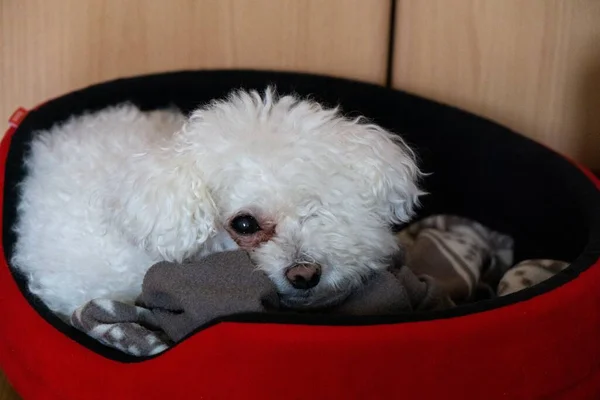 Retrato Perro Pequeño Blanco Casa —  Fotos de Stock