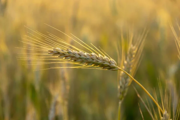 Gün Batımında Buğday Tarlası Çavdarın Altın Olgun Kulakları — Stok fotoğraf