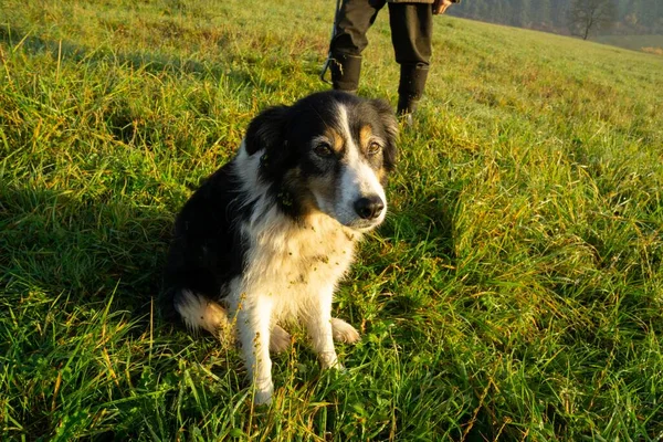 Beagle Pies Łące Słowacji — Zdjęcie stockowe