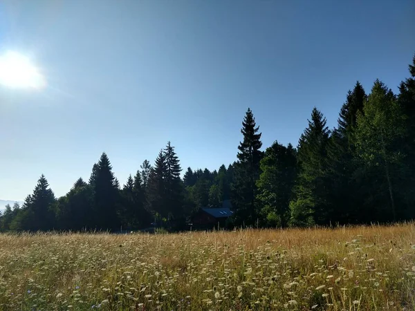 Елки Лесу Словакия — стоковое фото