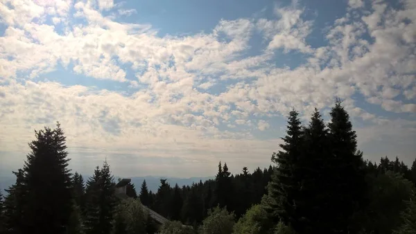 Güneşli Bir Günde Ormanda Sihirli Ağaçlar Slovakya — Stok fotoğraf