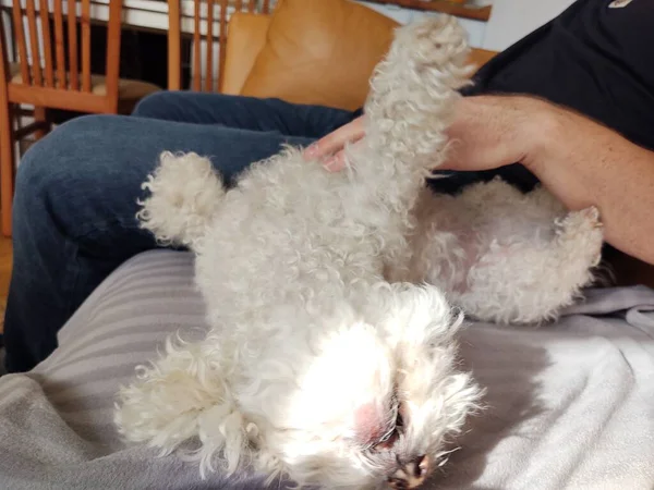 Ower Com Pequeno Cão Branco Casa — Fotografia de Stock