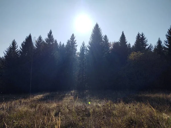Bomen Het Bos Tijdens Zonnige Dag Slowakije — Stockfoto