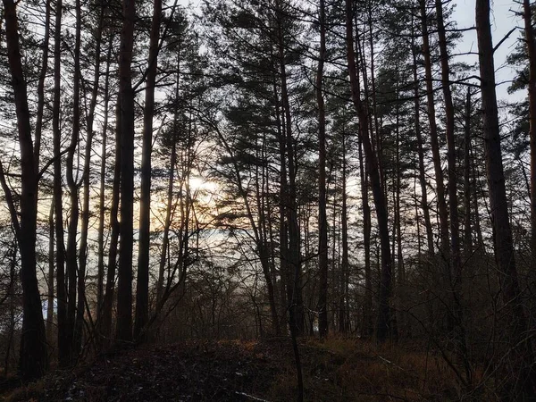 Árboles Bosque Durante Día Soleado Países Bajos — Foto de Stock