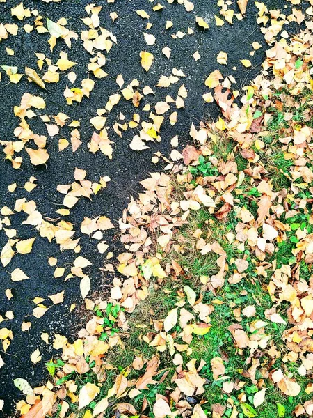 Close Autumn Leaves Background — Stock Photo, Image