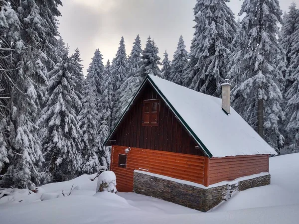Bomen Sneeuw Tijdens Diepe Winter Slowakije — Stockfoto