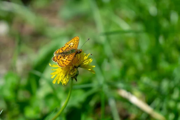Schmetterling Auf Einer Blume Nahaufnahme — Stockfoto