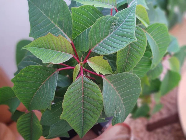 緑の植物を背景に — ストック写真