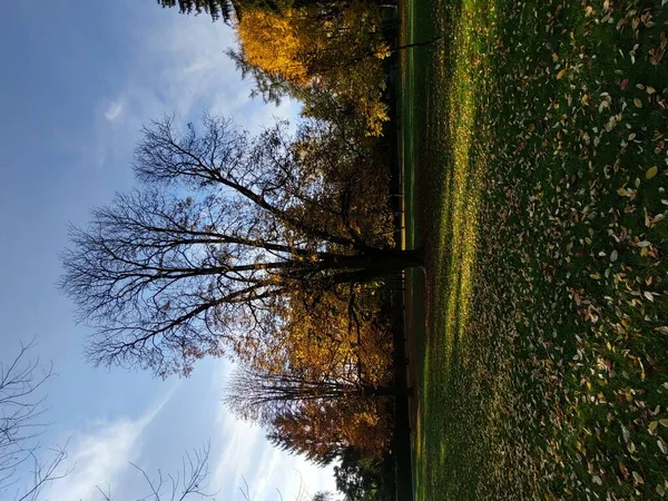 Branches Arbres Dans Parc — Photo