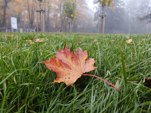 Yeşil Çimlerin Üzerinde Sonbahar Yaprağı Slovakya — Stok fotoğraf