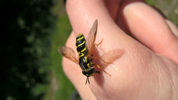 Abeja Mano Humana Cerca — Foto de Stock