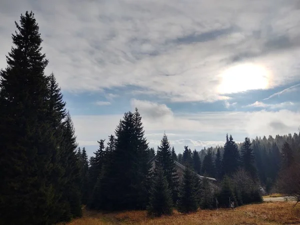 Ormandaki Ağaçlar Patikalar Slovakya — Stok fotoğraf