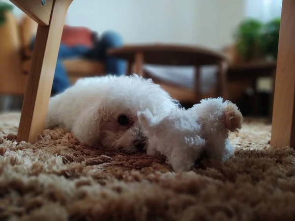 Evdeki Küçük Beyaz Köpeğin Portresi — Stok fotoğraf