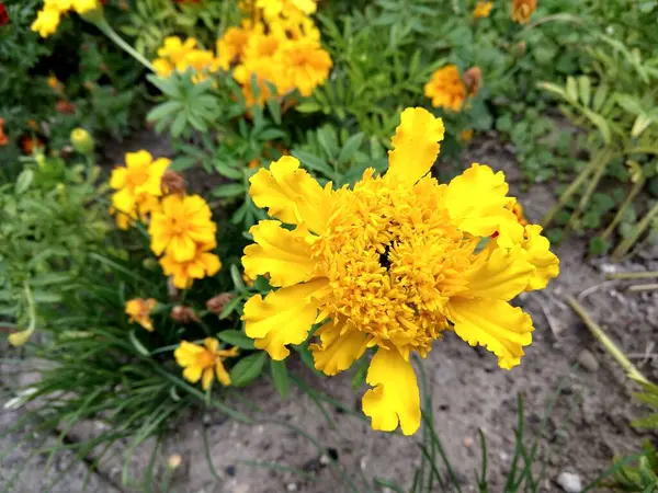 Piękne Kwiaty Ogrodzie Zbliżenie Strzał — Zdjęcie stockowe