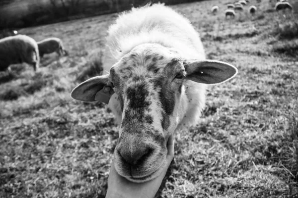 Sheep Grazing Green Meadow — Stock Photo, Image