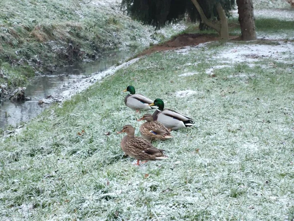 Beautiful Ducks Walking Meadow — Stock Photo, Image