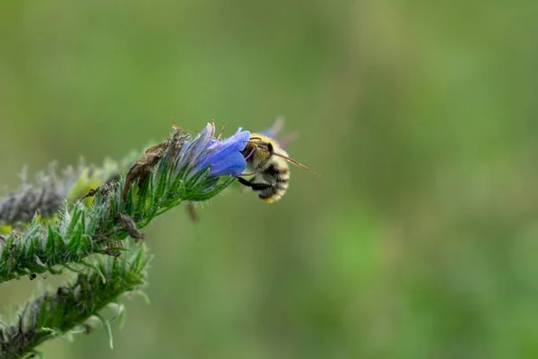 Bee Beautiful Flower Garden — Stock Photo, Image