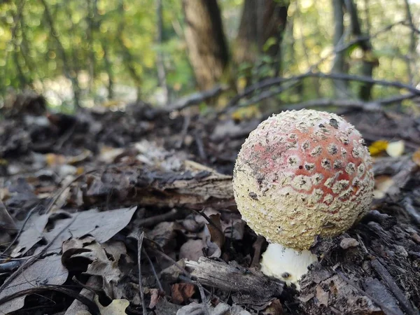 Toadstool Mushroom Forest Slovakia — Stock Photo, Image