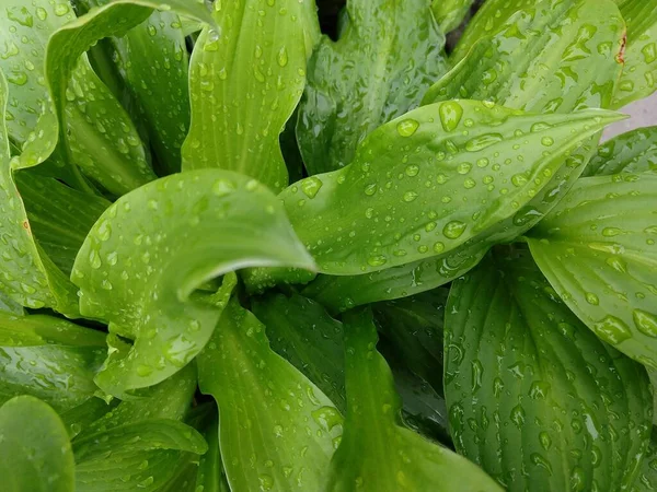 Sfondo Verde Naturale Foglie Verdi — Foto Stock