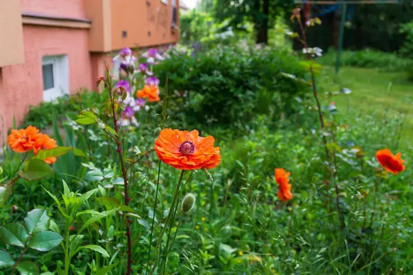 橘红色的罂粟在大自然的花园里盛开 — 图库照片