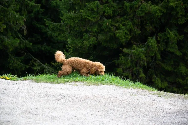 Chien Mignon Dans Rue Heure Jour — Photo