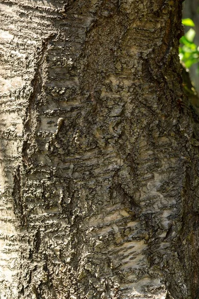 Kahler Baum Hintergrund Nahaufnahme — Stockfoto