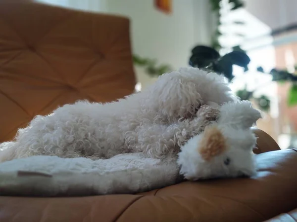 Портрет Білої Маленької Собаки Домашніх Умовах — стокове фото